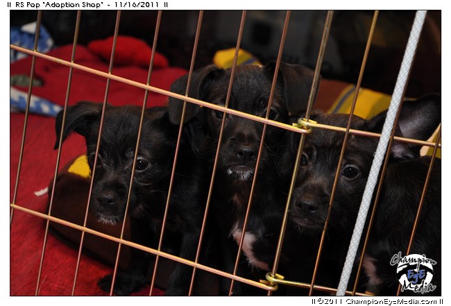 2011-11-16-CEM-DSC_5830